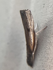 Fissicrambus mutabilis
