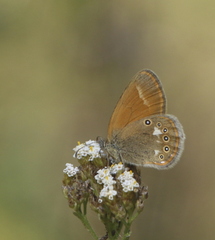 Coenonympha glycerion