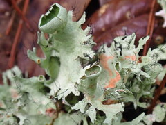 Parmotrema perforatum