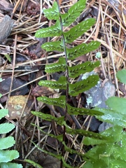 Asplenium platyneuron