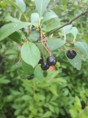 Aronia melanocarpa