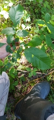 Fraxinus pennsylvanica