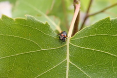 Cryptocephalus notatus