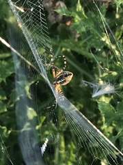 Argiope trifasciata