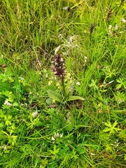 Dactylorhiza fuchsii