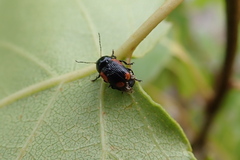 Cryptocephalus notatus