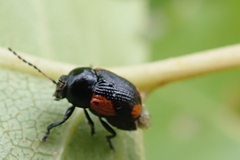 Cryptocephalus notatus