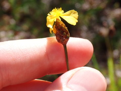 Xyris stenotera