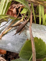 Pholidoptera griseoaptera