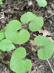 Asarum canadense