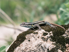 Sceloporus smithi