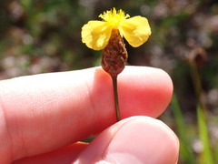 Xyris stenotera