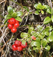 Vaccinium vitis-idaea