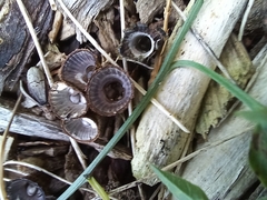 Cyathus olla