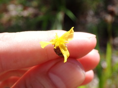 Xyris stenotera