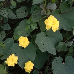 Luffa aegyptiaca