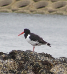 Haematopus ostralegus