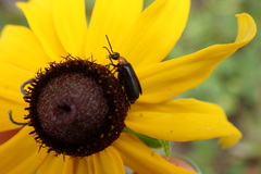 Nemognatha nemorensis