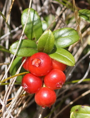 Vaccinium vitis-idaea
