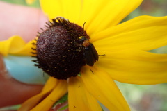 Nemognatha nemorensis