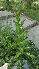 Onopordum tauricum