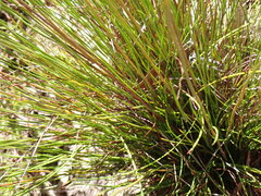 Xyris stenotera