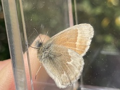 Coenonympha california yontocket