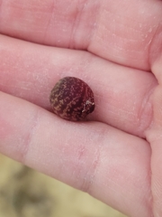 Kokkocynips imbricariae