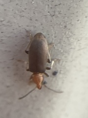 Notoxus murinipennis