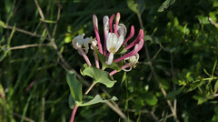 Lonicera implexa