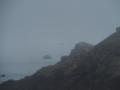 Haematopus ostralegus
