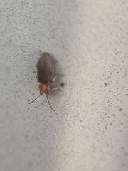 Notoxus murinipennis