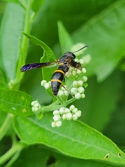 Parancistrocerus