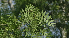 Fraxinus oxyphylla