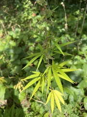 Cannabis sativa