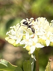 Formicinae