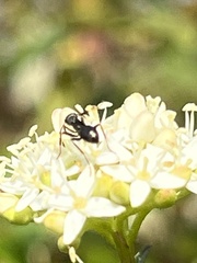 Formicinae