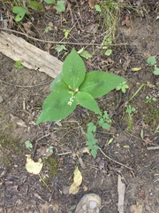 Persicaria virginiana