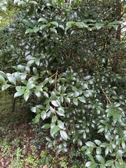 Camellia sasanqua
