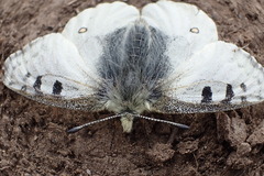 Parnassius smintheus