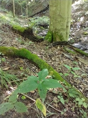 Persicaria virginiana
