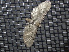 Eupithecia absinthiata
