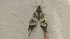 Iphiclides podalirius