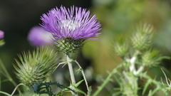 Galactites tomentosus