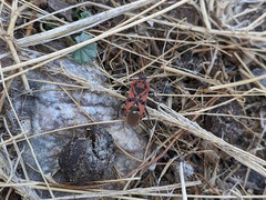 Spilostethus pandurus