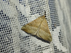 Hypena proboscidalis