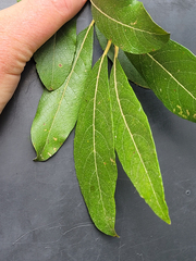 Chrysolepis chrysophylla