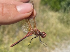 Sympetrum madidum