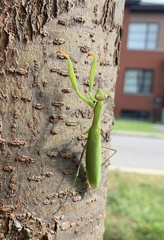 Mantis religiosa