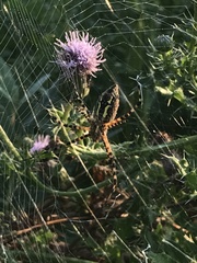 Argiope trifasciata